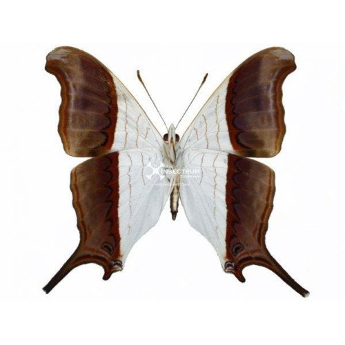 MARPESIA ZERYNTHIA The waiter daggerwing